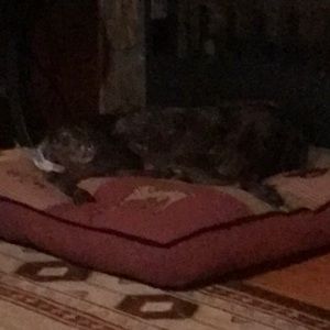 Meet your Posher, Gina